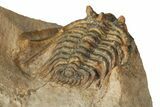 Spiny Leonaspis Trilobite - Lghaft, Morocco #186753-3
